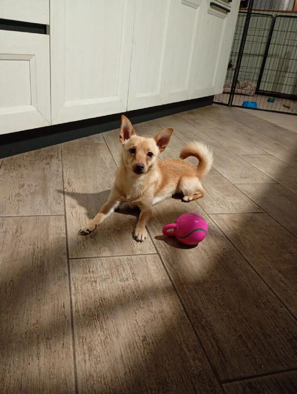 Lapo Piccolo Cagnolino Taglia Piccola Cerca Casa 